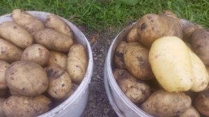 Великан. Сорт картофеля, который растет, как цветок. И на вкус отличный. 2025 год.