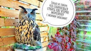 Новые заботы - поломался морозильный ларь с добром. Или нет? Первая синица в гостях у сов в вольере