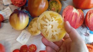 Обзор некоторых сортов томатов из моей коллекции,.. Сезон 2025 год...