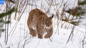 Мама-рысь учит детёныша охотиться!