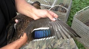 Подсадные утки. Подрезаем крылья молодняку.