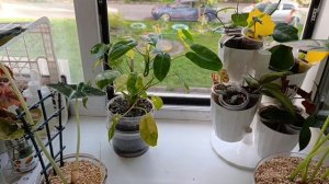 комнатные растения/ полив и просмотр растений