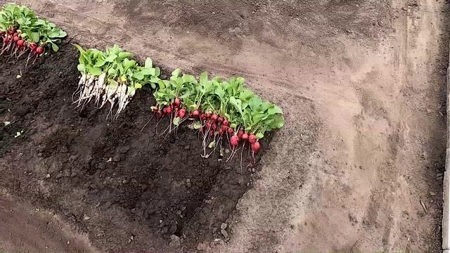 Урожай осенней редиски