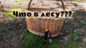 Грибники пошли в лес за грибами. Набрали хороших маслят, рыжиков и красноголовиков. Грибы в лесу!