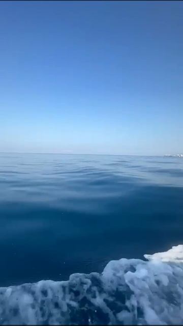 Игры с дельфинами. смотреть онлайн