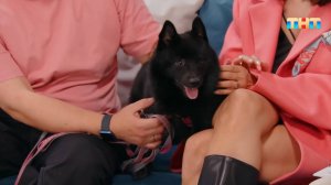 В гостях «Утро ТНТ» восходящая интернет-звезда песик Миша