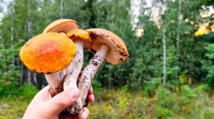 НЕТРОНУТЫЕ ПОЛЯНЫ ГРИБОВ !!Осенний сезон начался бомбически