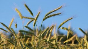 Золотое поле осенью: колышется рожь на ветру