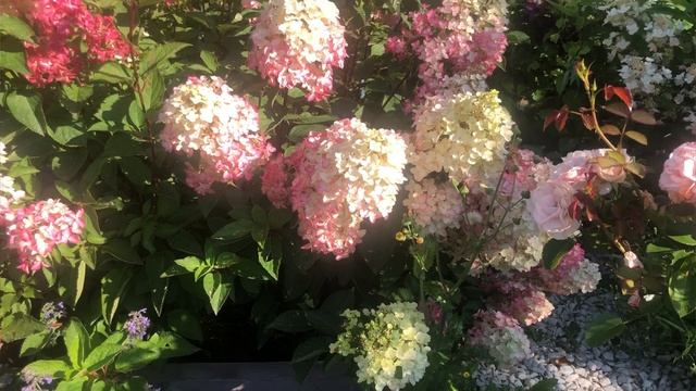 В саду с гортензиями сезон 2025 ( часть 2) 08-09-2025 смотреть онлайн