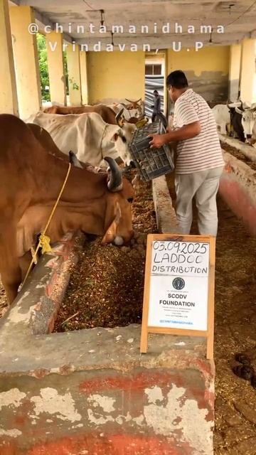 31 августа - 6 сентября. Видеоотчет о кормлении коров смотреть онлайн