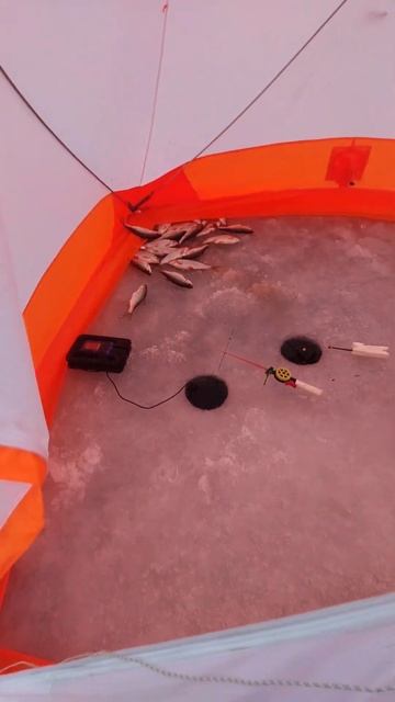 Сезон зимней рыбалки 2025 успешно открыт!!! #рыбалка #fishing смотреть онлайн