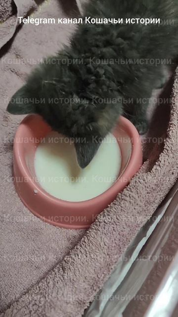 Залеплены гноем глаза. Девушка подросток нашла больного котенка.