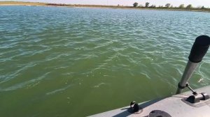 Ловля сома в Кулешовке