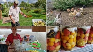 ЗАМАРИНОВАЛА ПОМИДОРЫ НА ЗИМУ, ПОЛУЧИЛОСЬ БОЛЬШЕ ЧЕМ ОЖИДАЛА.