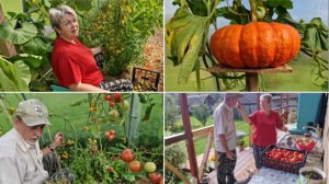 СОБРАЛИ ПОМИДОРЫ В ТЕПЛИЦЕ, СЪЕЛИ СВОЮ ДОМАШНЮЮ ДЫНЮ.