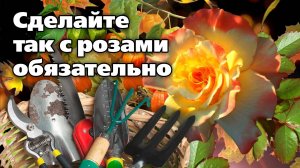 Розы осенью. План работ от опытного цветовода