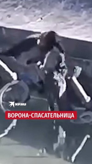 Ворона-спасательница