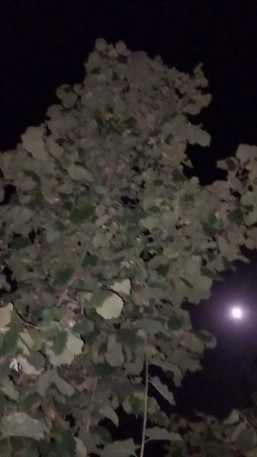 Как ночью выглядят орешки на дереве! смотреть онлайн