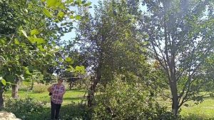 Ремонт летней кухни. Разбираем крышу.