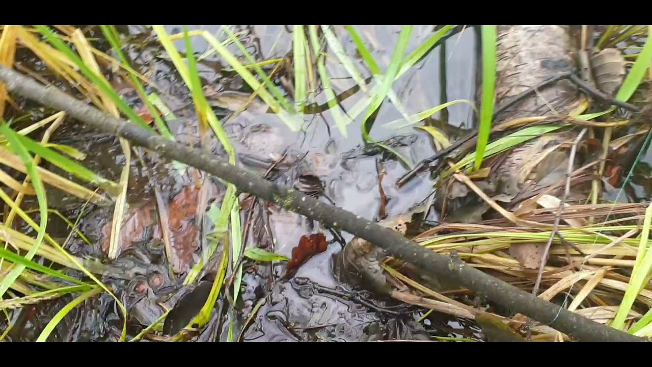 Пешая ловля на реке Шерна , щучка и грибы Вешенки . смотреть онлайн