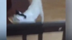 Смешные животные, часть 29