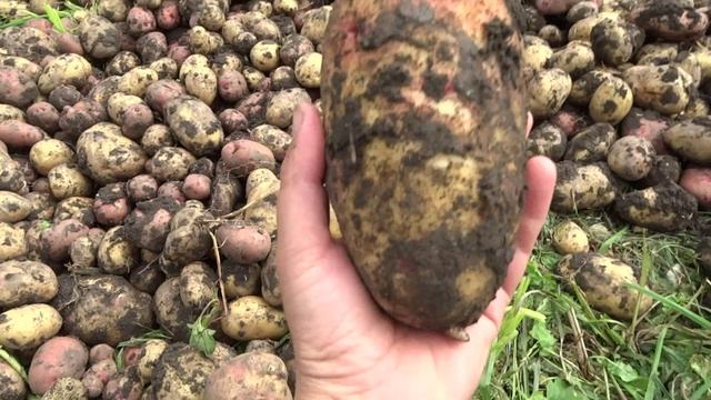 Господь благословил урожаем смотреть онлайн