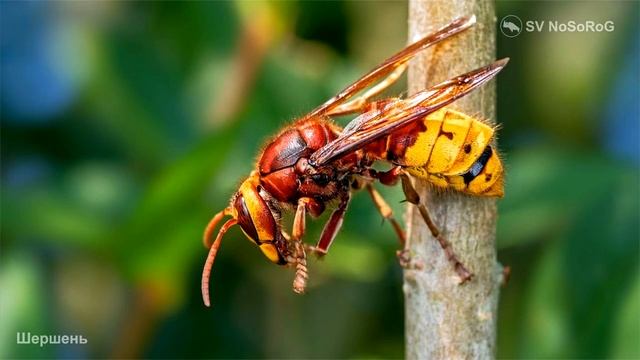 Какую скорость в полёте могут развить Шершни (Hornets) из рода Веспы — Vespa Linnaeus, 1758 ? смотреть онлайн
