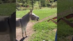 Ослик поёт