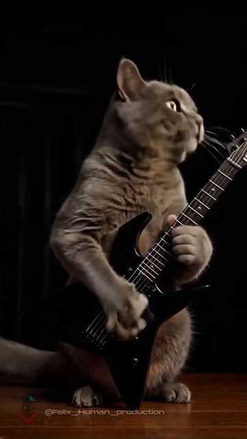 The Metallica cats смотреть онлайн