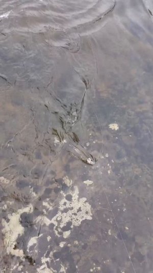 Незабываемая рыбалка на Хариуса с Dees filters из Новокузнецка