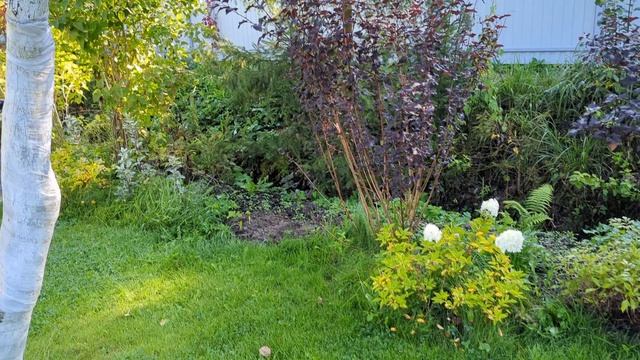 10-09-2025.Дача.Выбираю место для гортензии.Пять кабачков с одного куста) смотреть онлайн