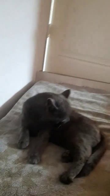 Работа не волк смотреть онлайн