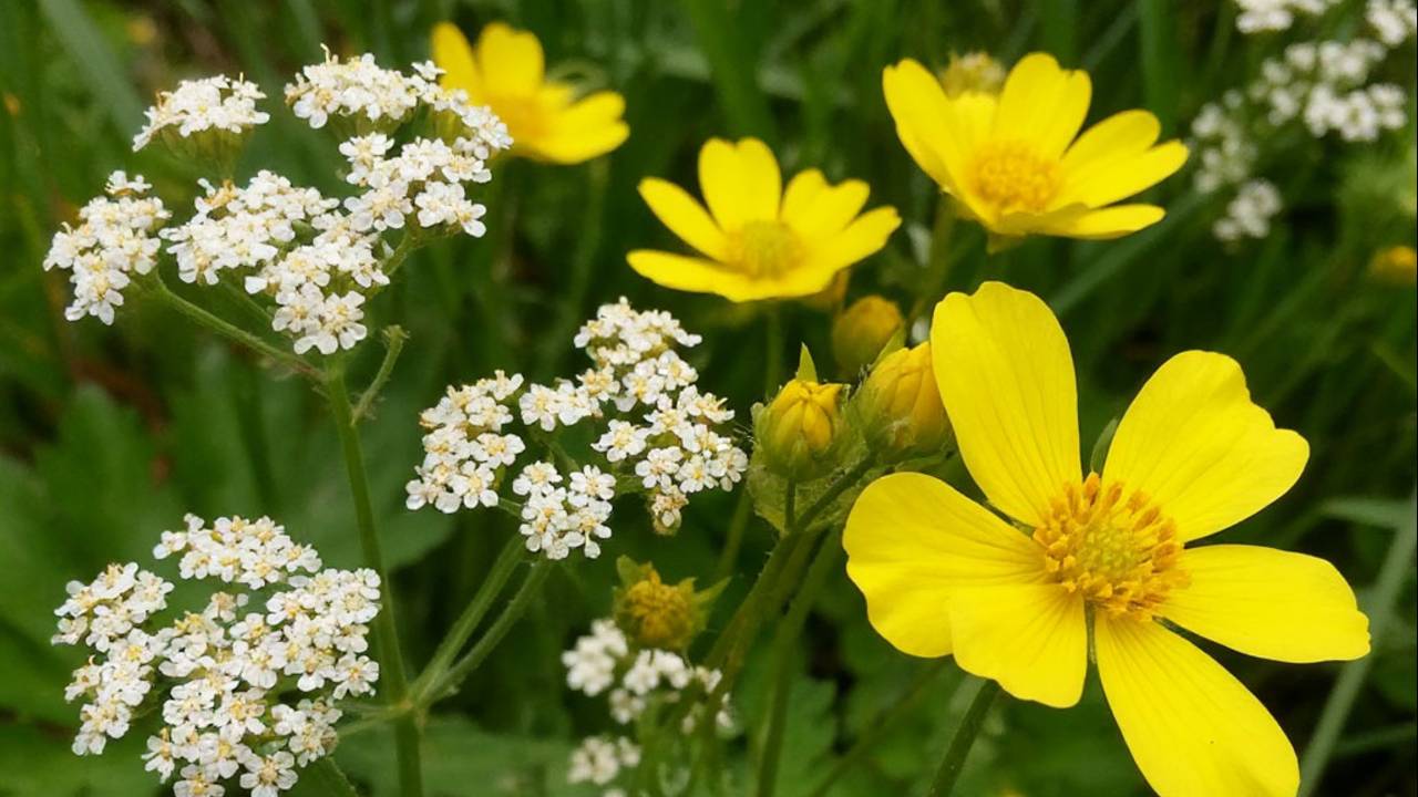 ЧАЙ ОТ ПОЛИПОВ В КИШЕЧНИКЕ. смотреть онлайн