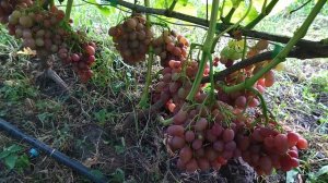 Гф Лолита селекции Гусева С. Э. очень урожайная и вкусная форма.