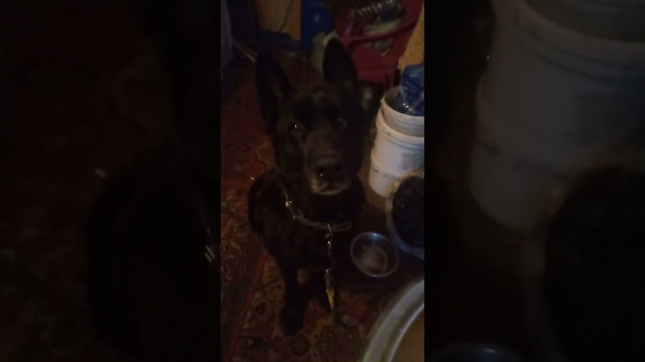 Собаку учу команде терпеть и ждать. поняла с первого раза. Очень обучаемая смотреть онлайн