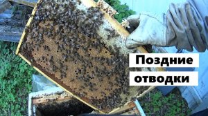 Поздние отводки на 6 сентября.