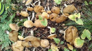 Охота на грибы новое место проверка | Сбор грибов остров Сахалин |Прогулка по лесу сентябрь 2025