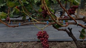 Кишмиш Вишенка (США) 08.09.25г виноградник Король В. Н.г.Краснодар Slava.King2007@mail.ru