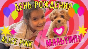 День Рождения Алисы Пинк. МАЛЬТИПУ. ЧАСТЬ 1