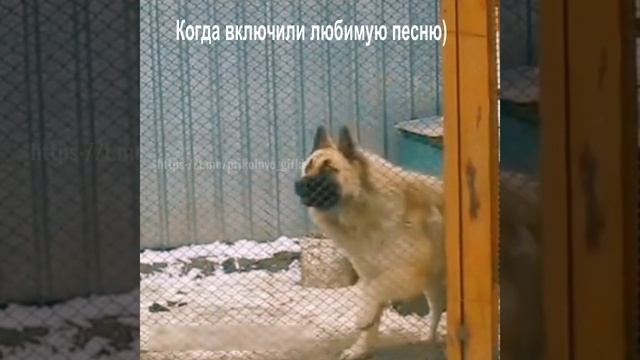 Когда включили любимую песню)