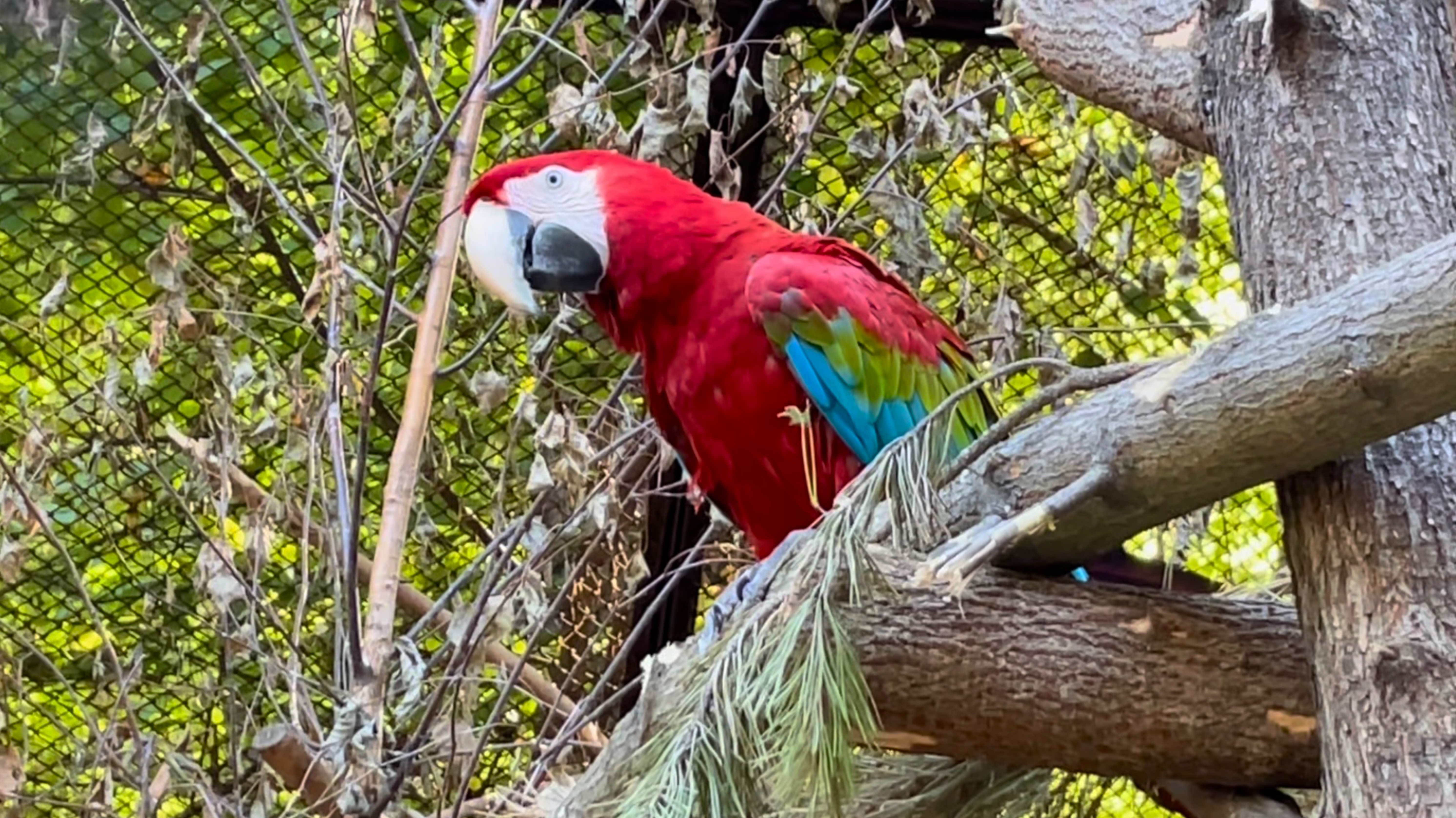 В Новосибирском зоопарке. Часть 2. Эпизод 23