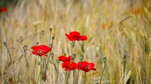 🌾 Футаж Колосья и маки / поле