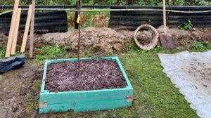 Черешня Ипуть посадка саженца