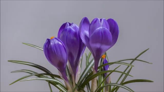 Die 4 Jahreszeiten 🎻🌼 VIVALDI Der Frühling 🌼🎻 NATURE & CLASSICS - Best of Klassik die man hören