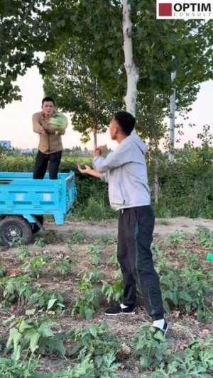 Китайцы дружно грузят арбузы! Shorts шортс #китай #китайцы #юмор #прикол #смешно #весело #смех