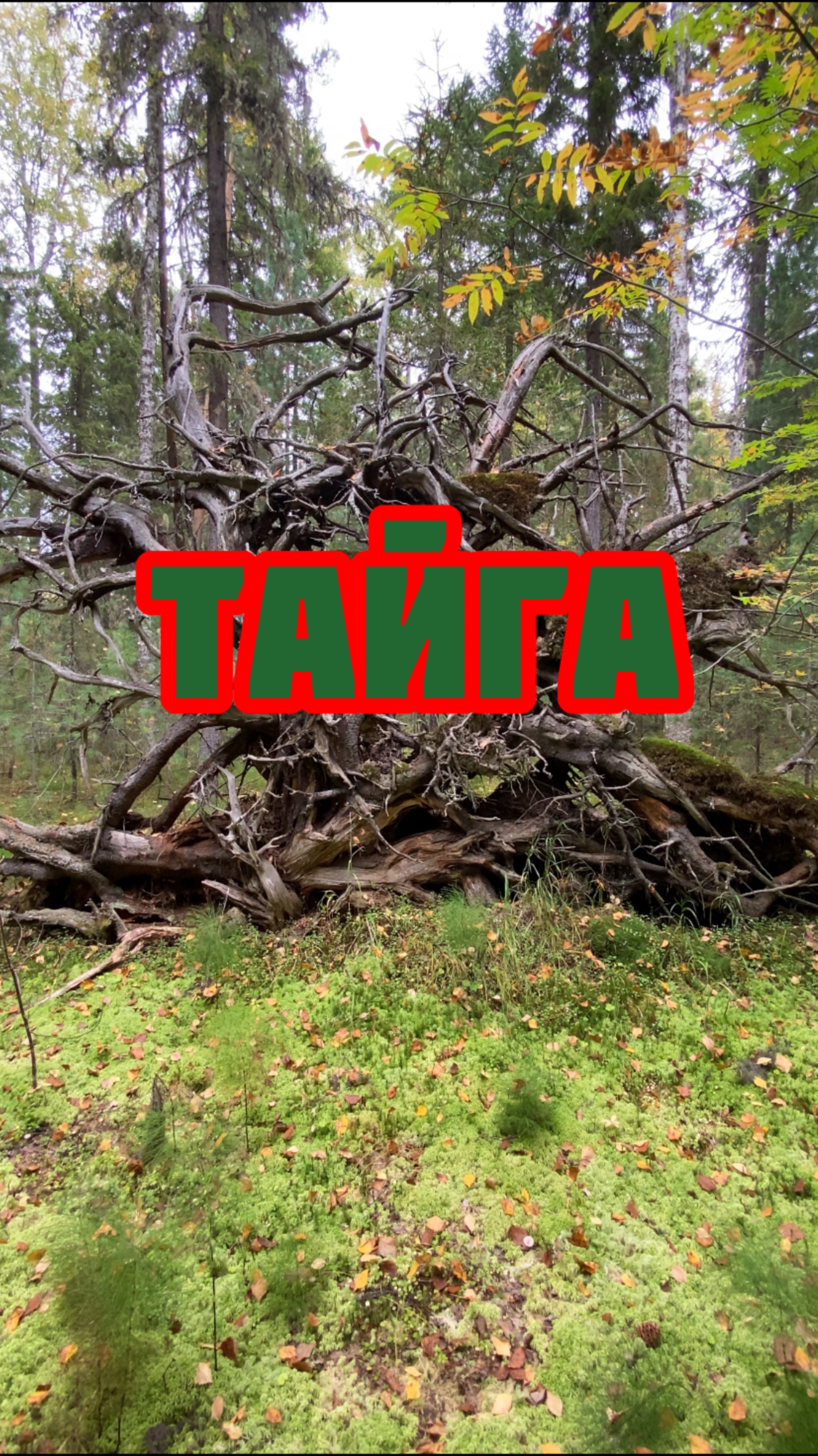 Тайга смотреть онлайн