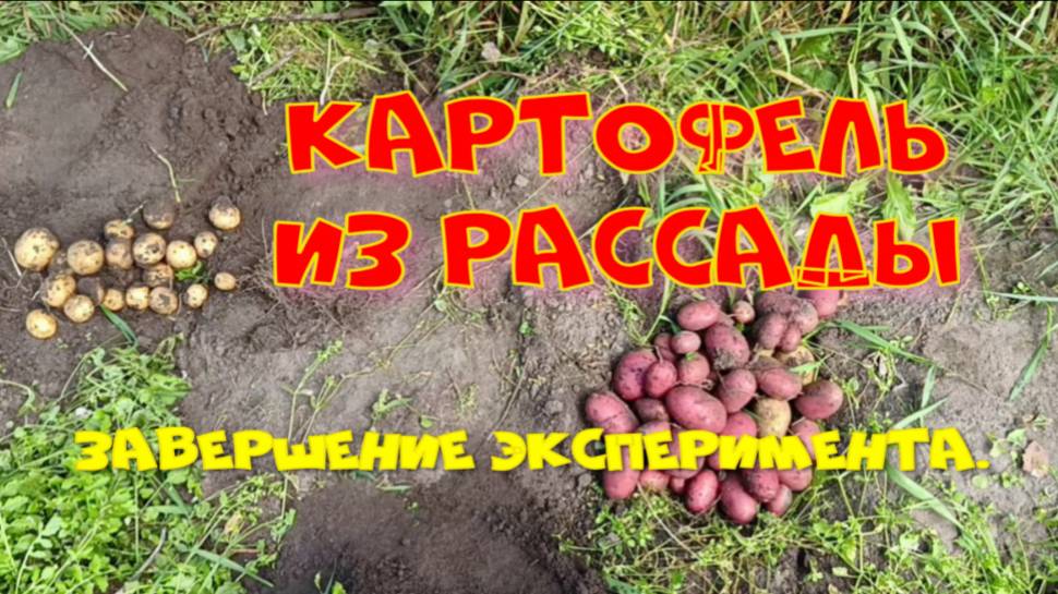 Картошка из рассады. Итог эксперимента. Часть 3. смотреть онлайн