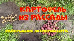 Картошка из рассады. Итог эксперимента. Часть 3.