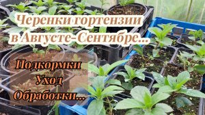 Черенки Гортензии в Августе-Сентябре...Уход,Подкормки и Обработка..Пикировка в больший обьем..