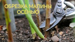 КОГДА И КАК ОБРЕЗАТЬ МАЛИНУ ОСЕНЬЮ